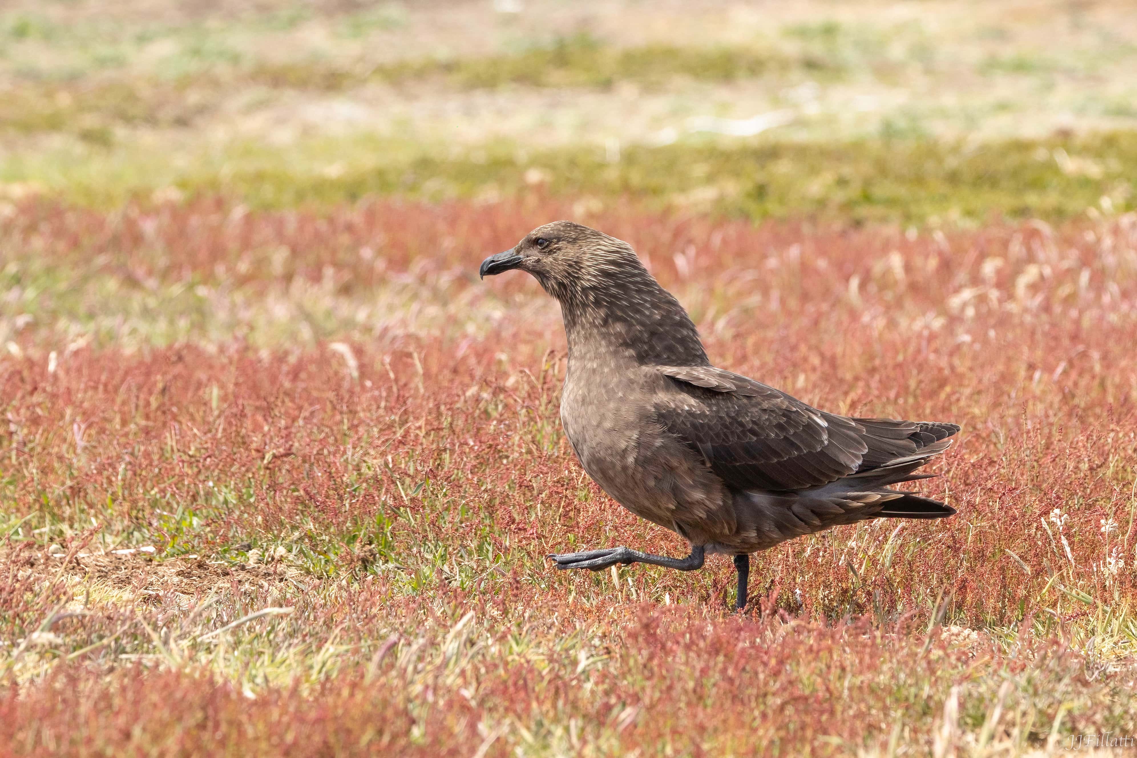 bird of the falklands image 105